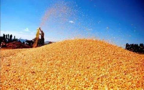 輸送帶廠家：統計局:2020年糧食生產再獲豐收