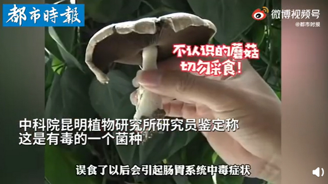傳送帶輸送帶廠家：神奇！昆明一辦公室內(nèi)竟長(zhǎng)出有毒蘑菇